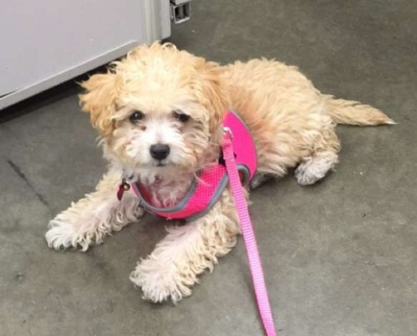 Let’s talk about Ring, lost dogs, and the surveillance state